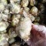 天鹅绒鲜花种球多头伯利恒之星多年生小清新高端盆栽庭院观花