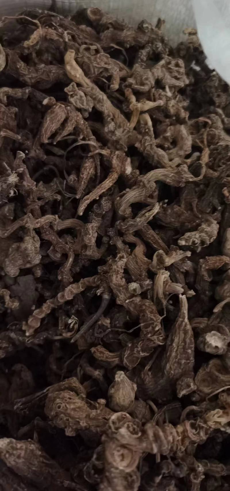 竹节参才三七朱三参