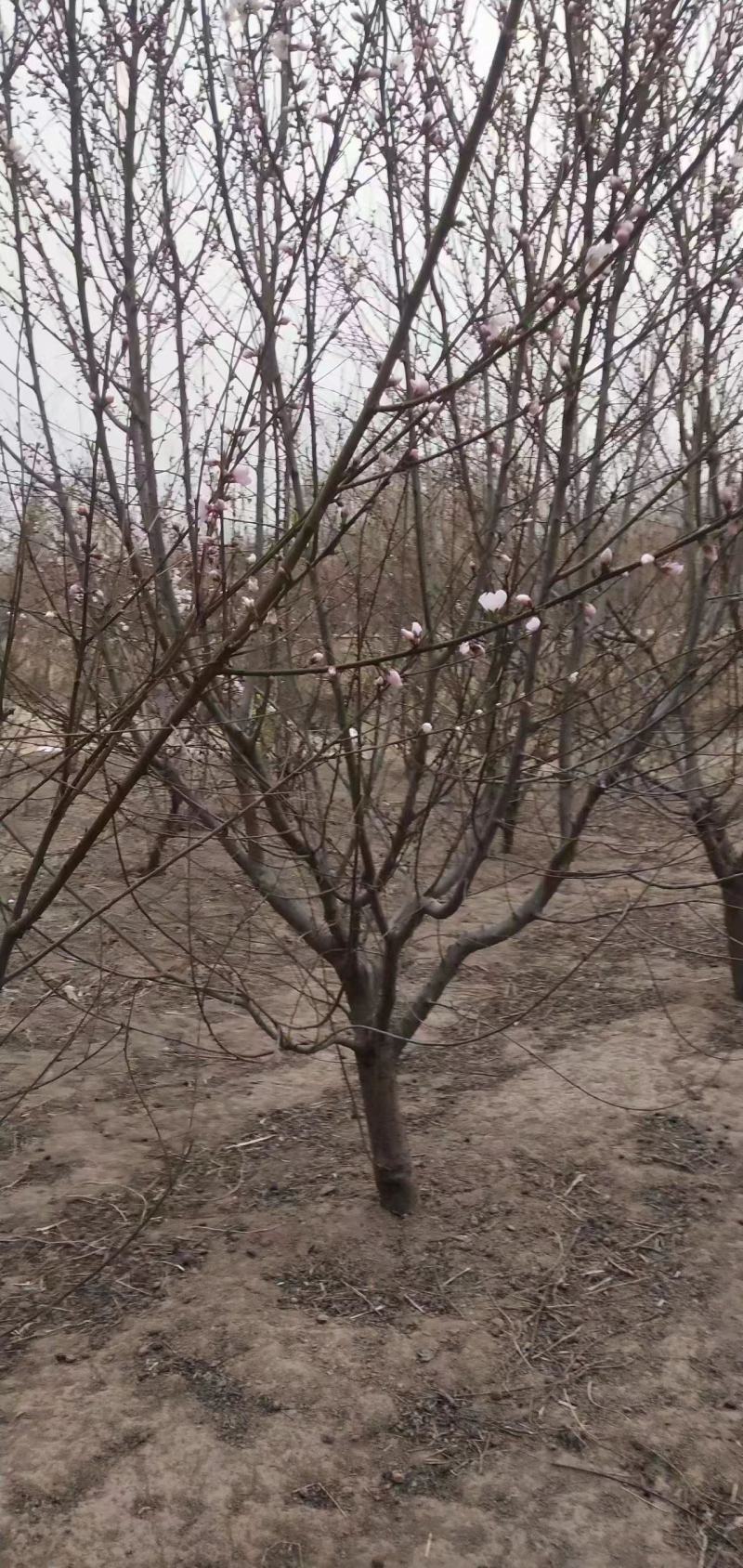山桃，绿叶碧桃，红叶碧桃，丛生碧桃，