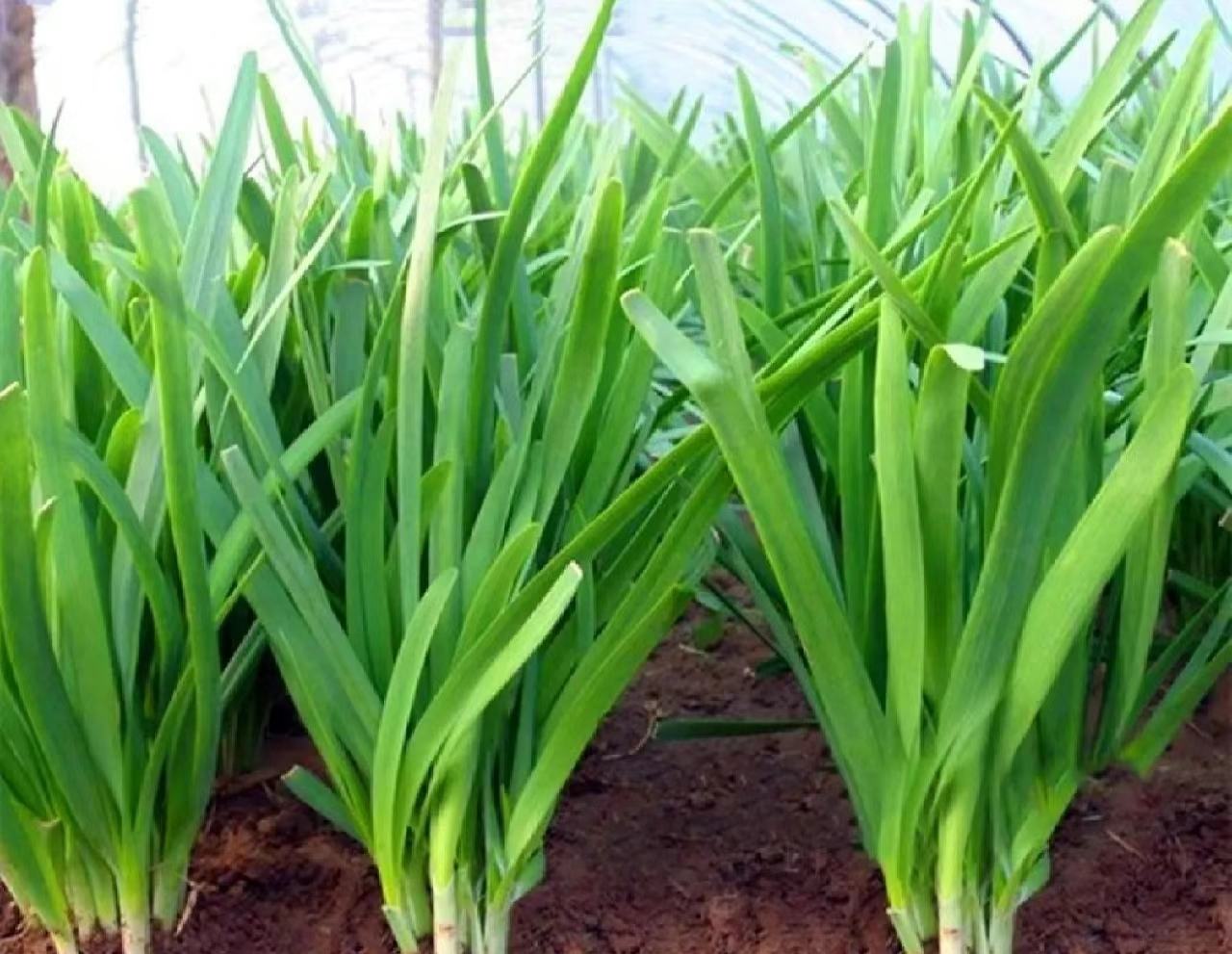 韭菜叶片上的斑点特写