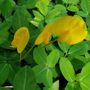 蔓花生种子工程绿化护坡草花落地蔓花生草坪遍地黄种籽