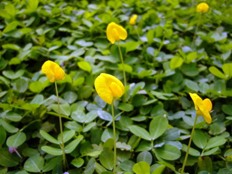 蔓花生种子工程绿化护坡草花落地蔓花生草坪遍地黄种籽