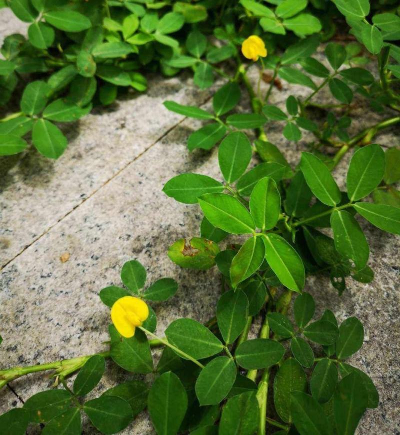 蔓花生种子工程绿化护坡草花落地蔓花生草坪遍地黄种籽