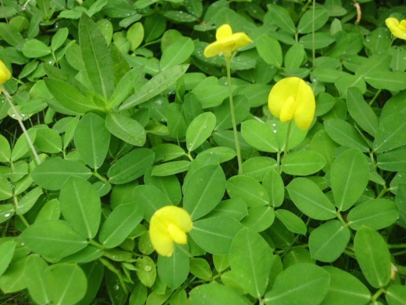 蔓花生种子工程绿化护坡草花落地蔓花生草坪遍地黄种籽
