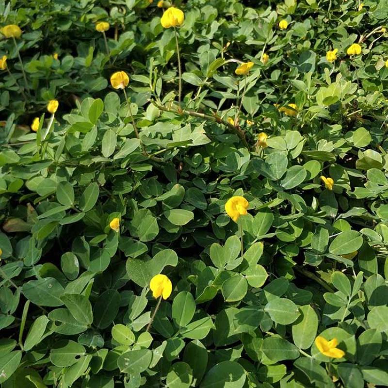 蔓花生种子工程绿化护坡草花落地蔓花生草坪遍地黄种籽