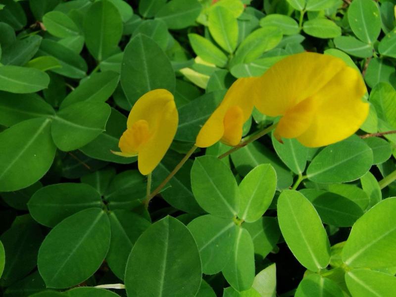 蔓花生种子工程绿化护坡草花落地蔓花生草坪遍地黄种籽