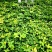 蔓花生种子工程绿化护坡草花落地蔓花生草坪遍地黄种籽
