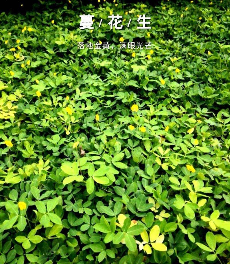 蔓花生种子工程绿化护坡草花落地蔓花生草坪遍地黄种籽