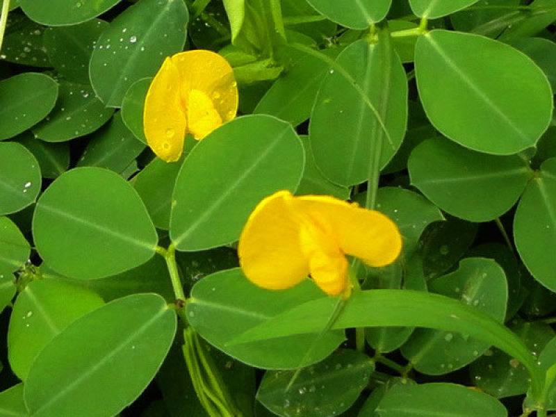 蔓花生种子工程绿化护坡草花落地蔓花生草坪遍地黄种籽