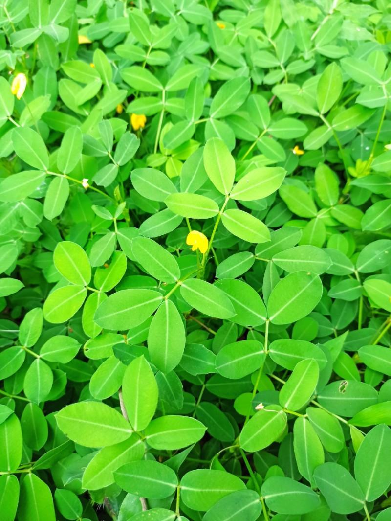 蔓花生种子工程绿化护坡草花落地蔓花生草坪遍地黄种籽