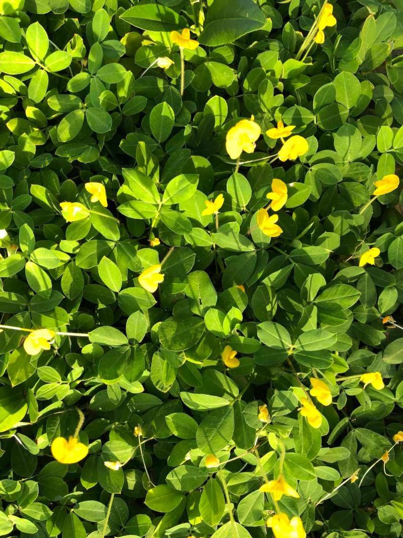 蔓花生种子工程绿化护坡草花落地蔓花生草坪遍地黄种籽