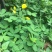 蔓花生种子工程绿化护坡草花落地蔓花生草坪遍地黄种籽