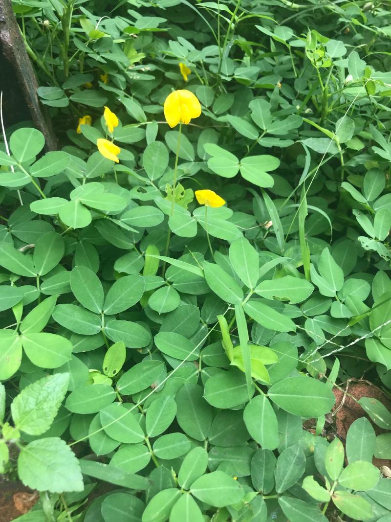 蔓花生种子工程绿化护坡草花落地蔓花生草坪遍地黄种籽