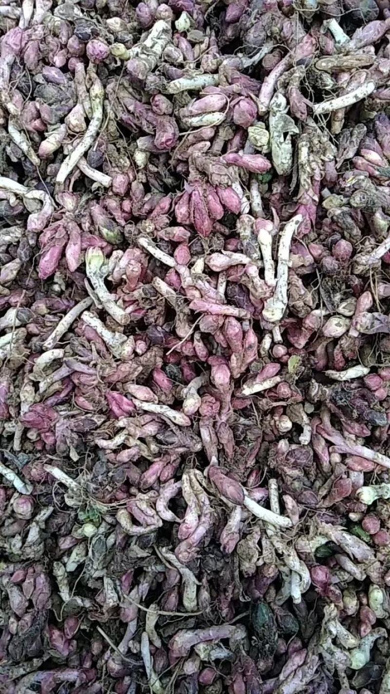 新鲜款冬花甘肃地区高山生长优良品质中药材款冬花