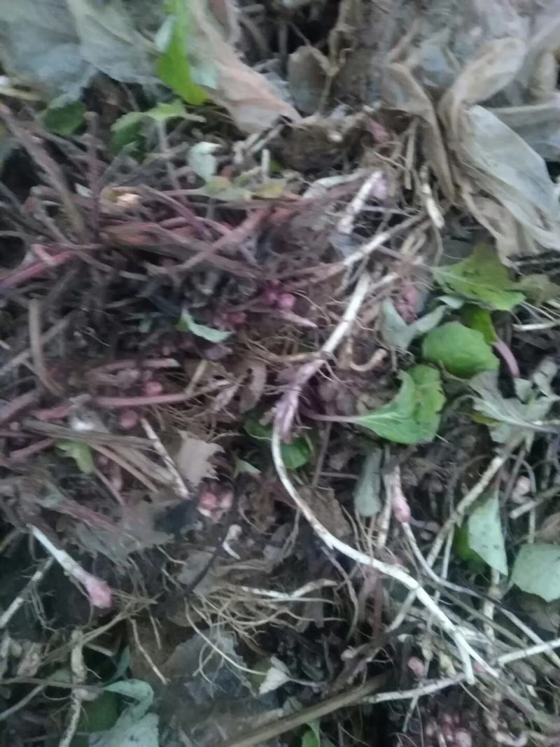 新鲜款冬花甘肃地区高山生长优良品质中药材款冬花