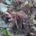 新鲜款冬花甘肃地区高山生长优良品质中药材款冬花