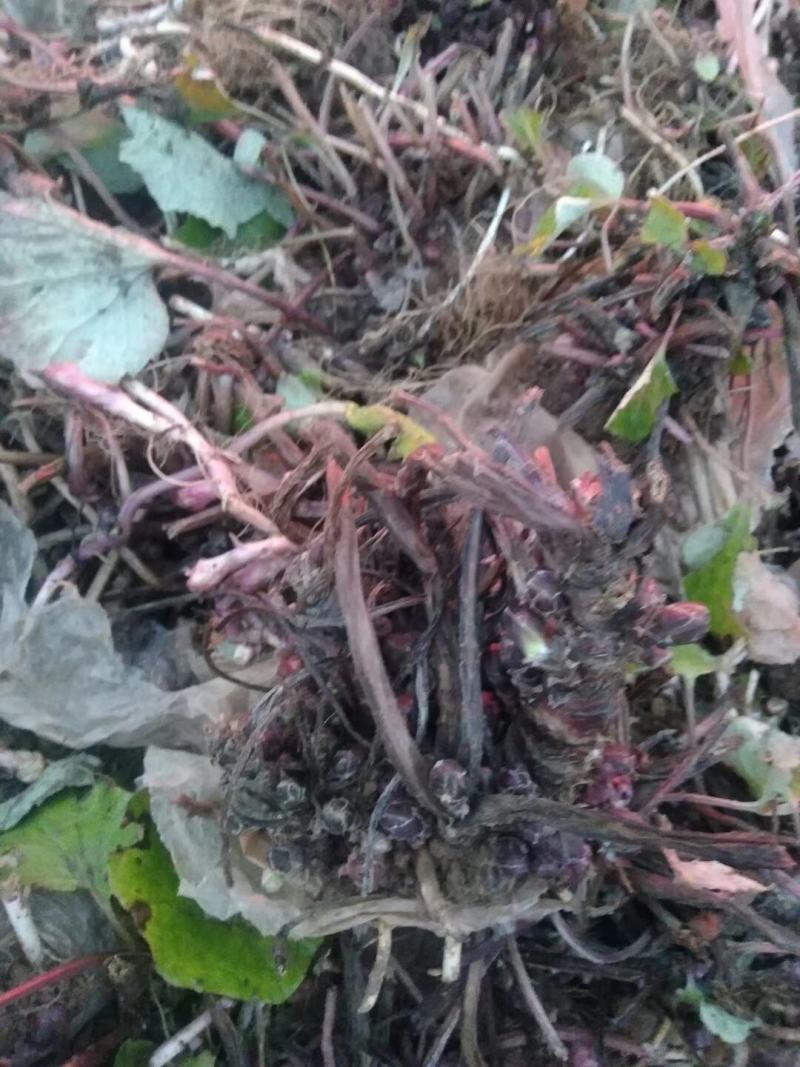 新鲜款冬花甘肃地区高山生长优良品质中药材款冬花
