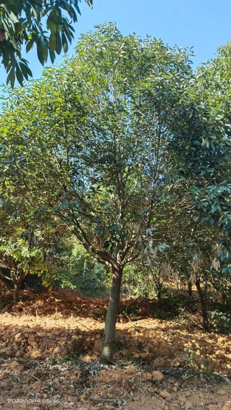 15-20公分青冈栎，丛生青冈栎