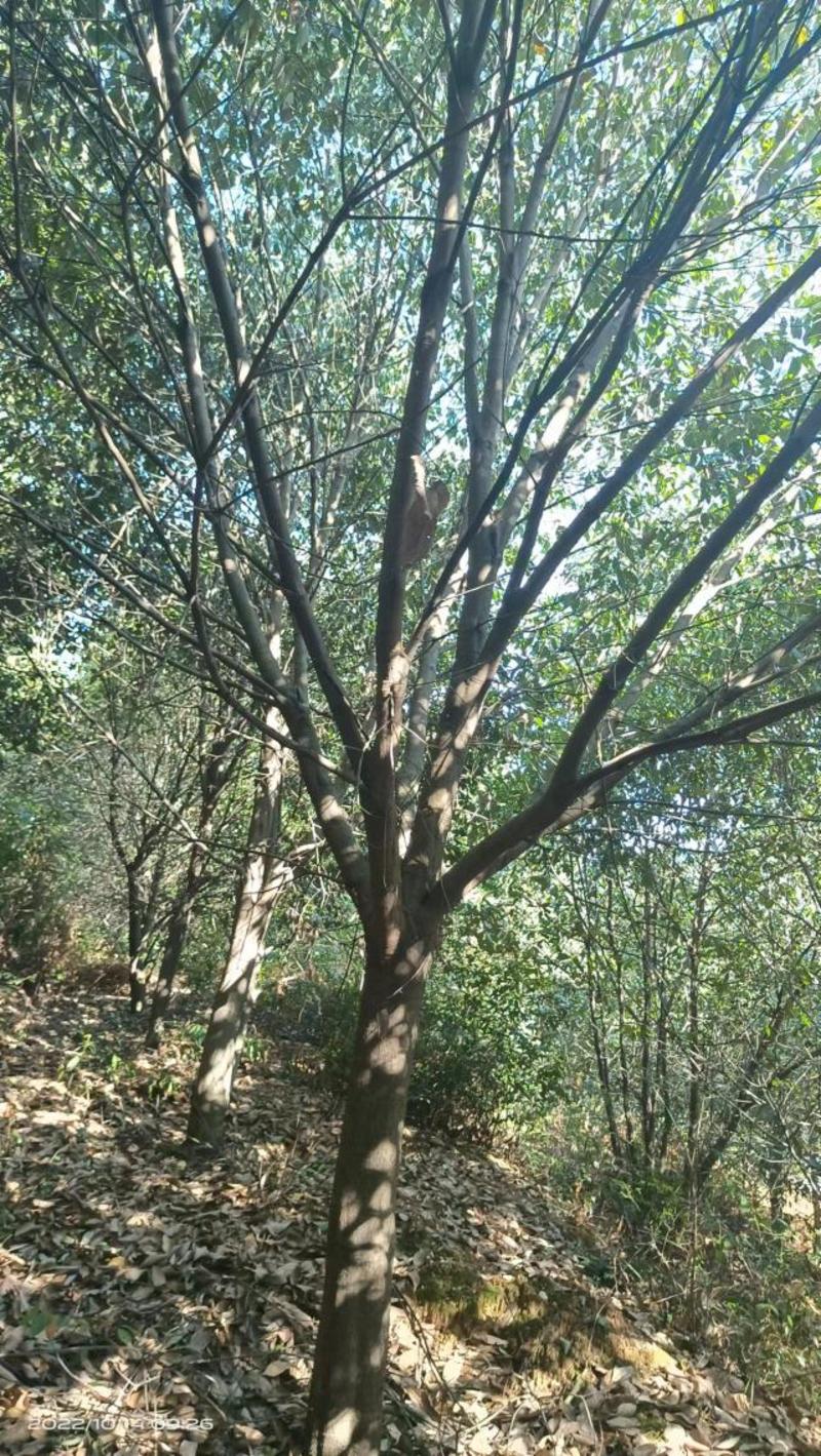 15-20公分青冈栎，丛生青冈栎