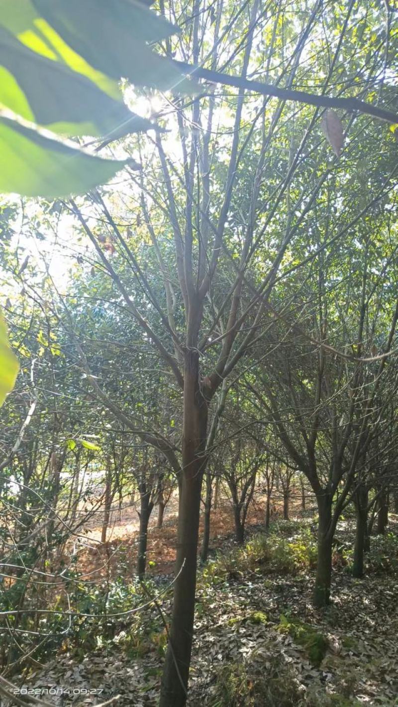 15-20公分青冈栎，丛生青冈栎低价出售