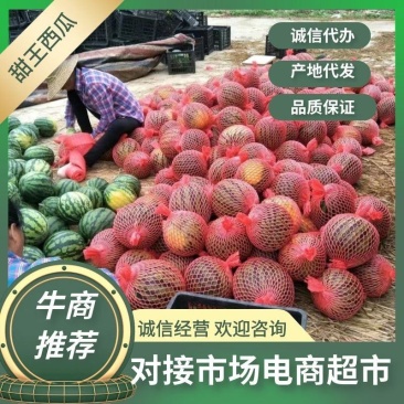 广东甜王西瓜2026大量上市产地直供现摘现发货源充足