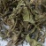 大青叶，干净无杂，规各齐全，大货供应，全国发货