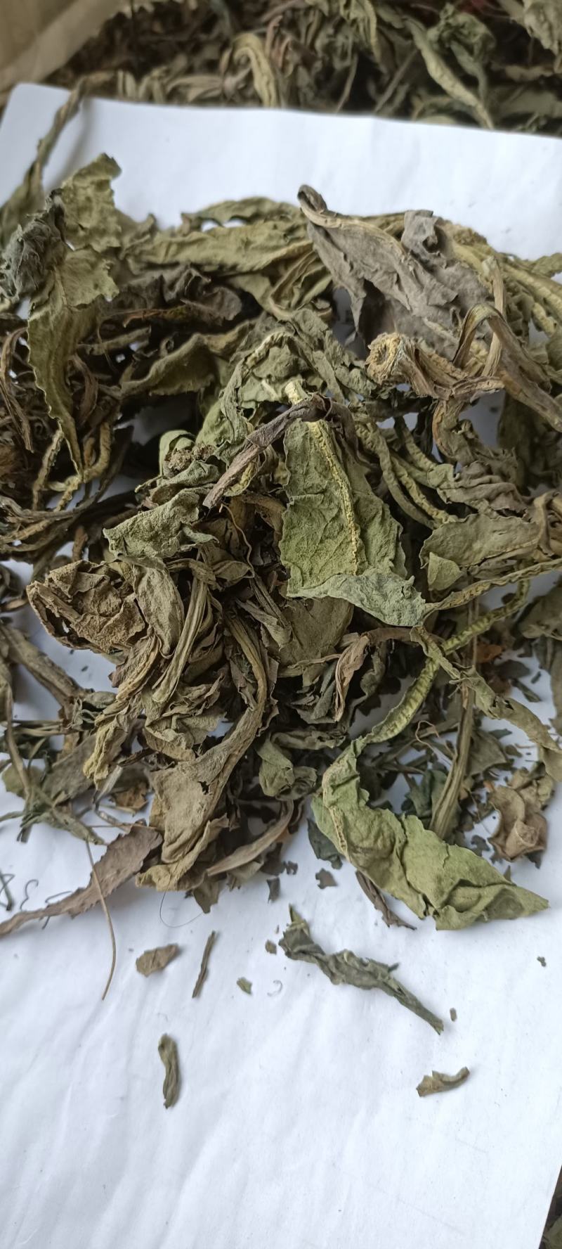 大青叶，干净无杂，规各齐全，大货供应，全国发货