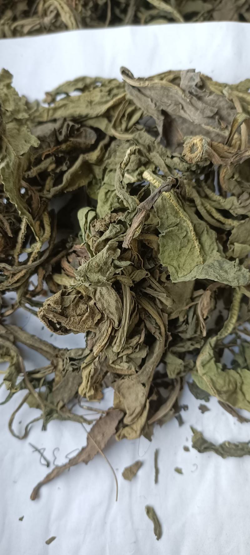 大青叶，干净无杂，规各齐全，大货供应，全国发货