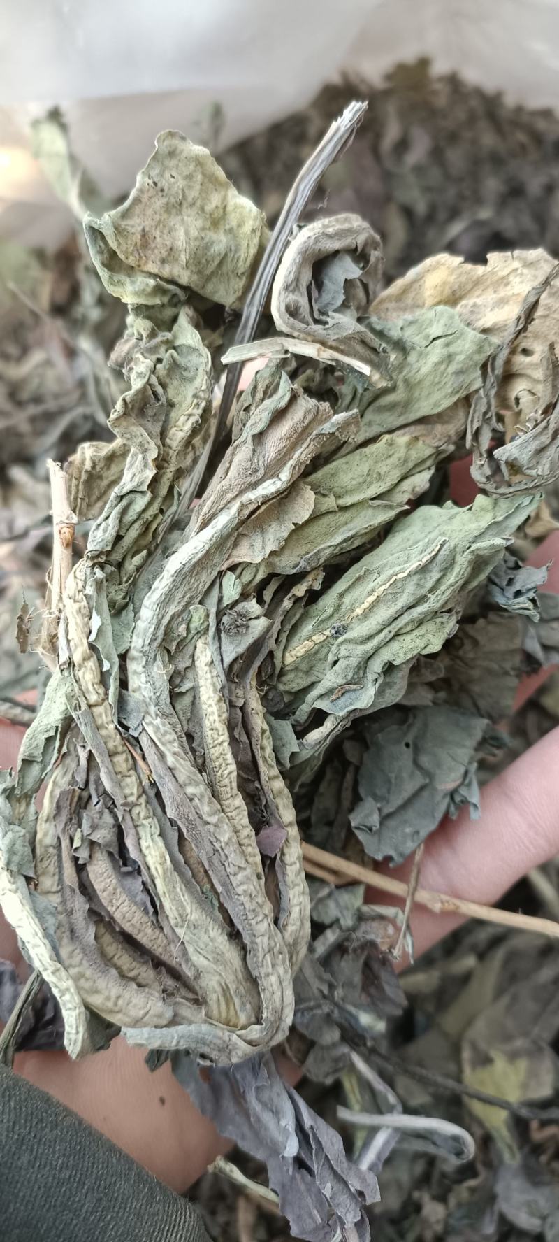 大青叶，干净无杂，规各齐全，大货供应，全国发货