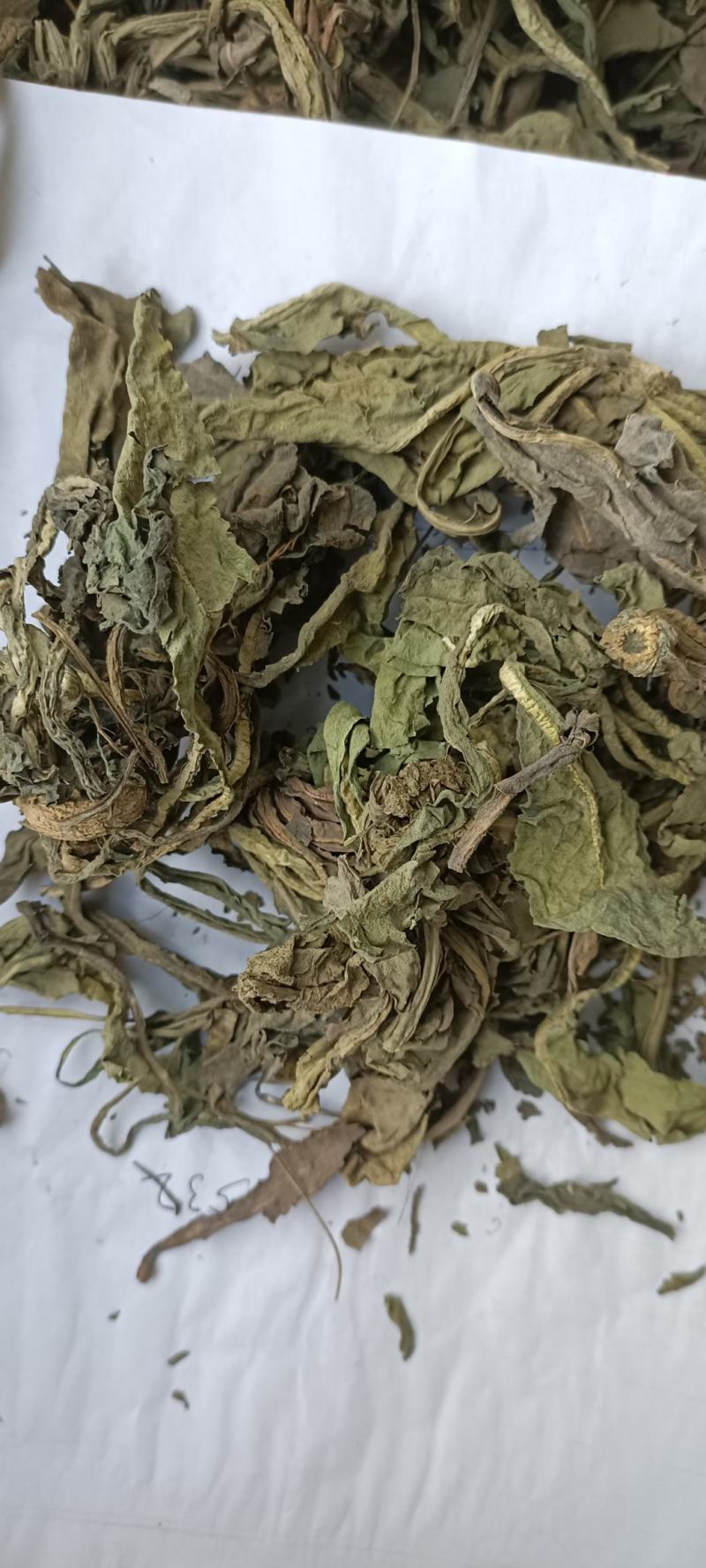 大青叶，干净无杂，规各齐全，大货供应，全国发货