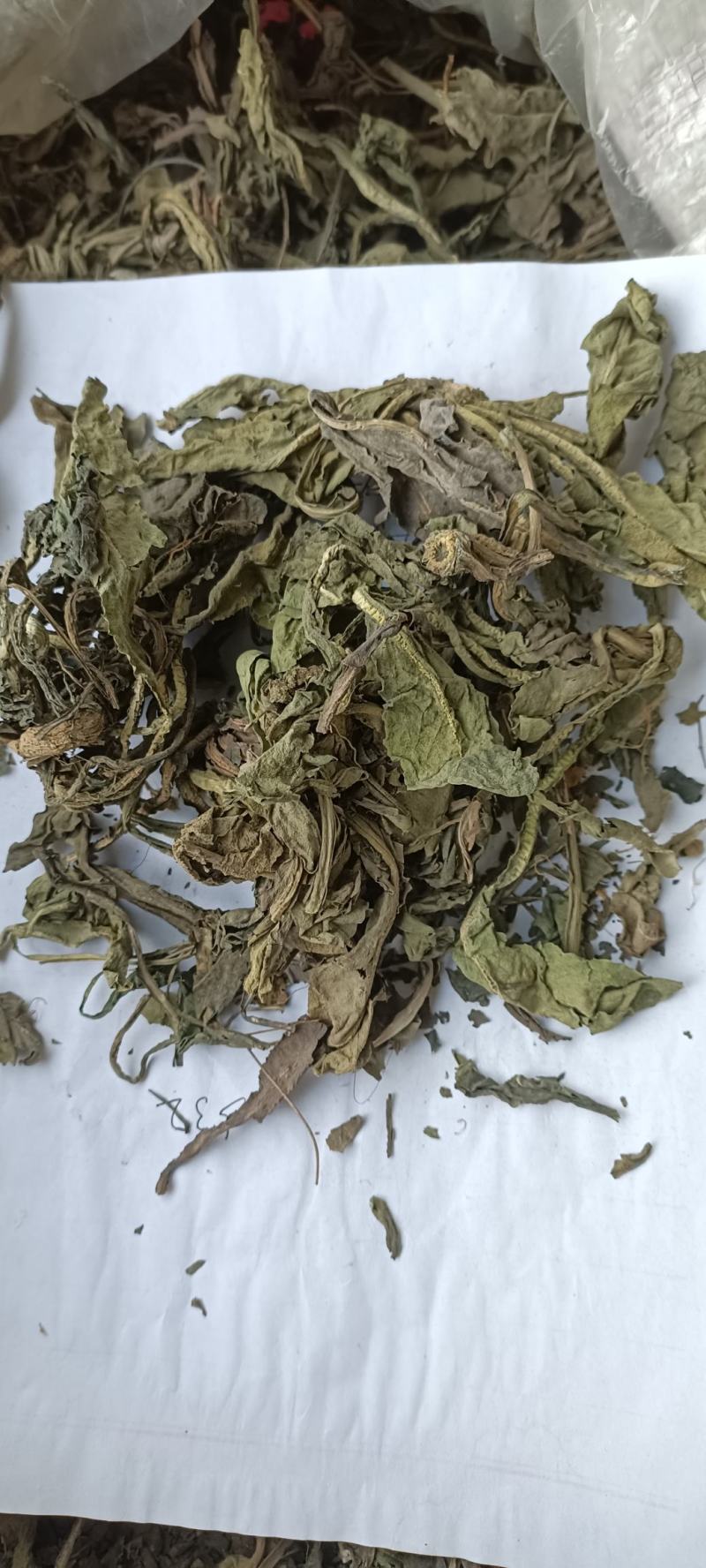 大青叶，干净无杂，规各齐全，大货供应，全国发货