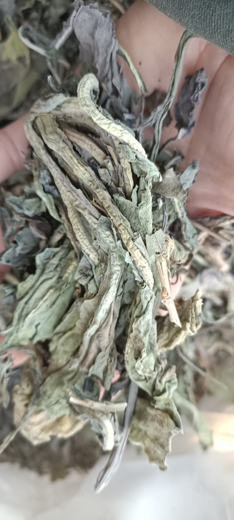 大青叶，干净无杂，规各齐全，大货供应，全国发货