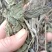 大青叶，干净无杂，规各齐全，大货供应，全国发货