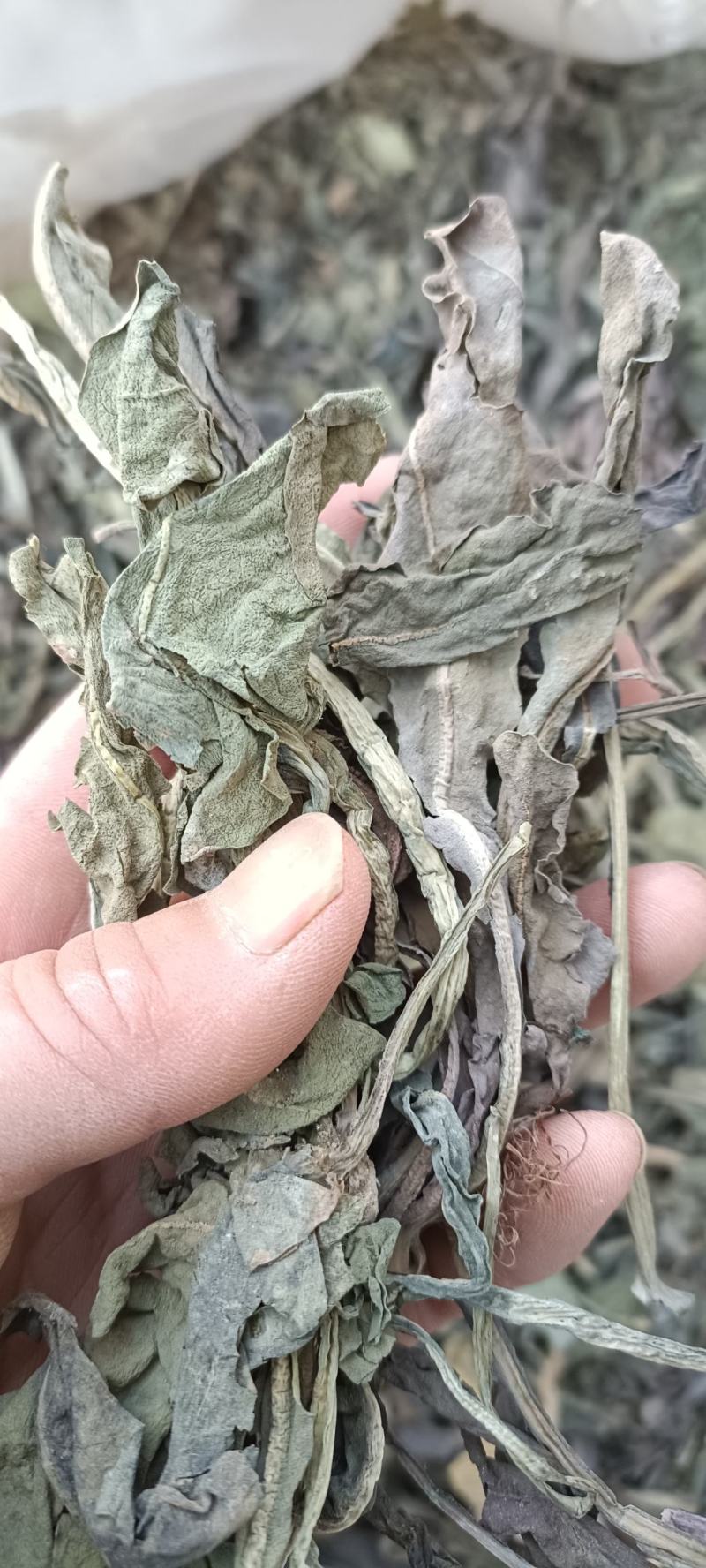 大青叶，干净无杂，规各齐全，大货供应，全国发货