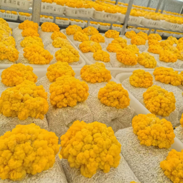 新鲜金耳鲜金耳刺身金耳鲜货蘑菇多胶金耳植物燕窝