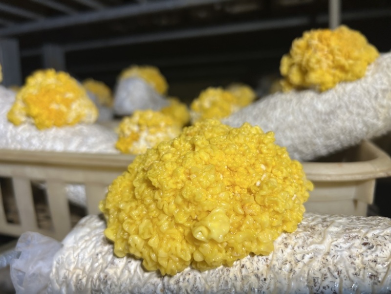 新鲜金耳鲜金耳刺身金耳鲜货蘑菇多胶金耳植物燕窝