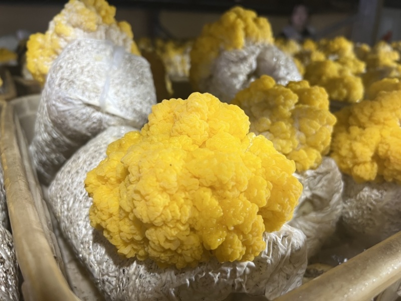 新鲜金耳鲜金耳刺身金耳鲜货蘑菇多胶金耳植物燕窝