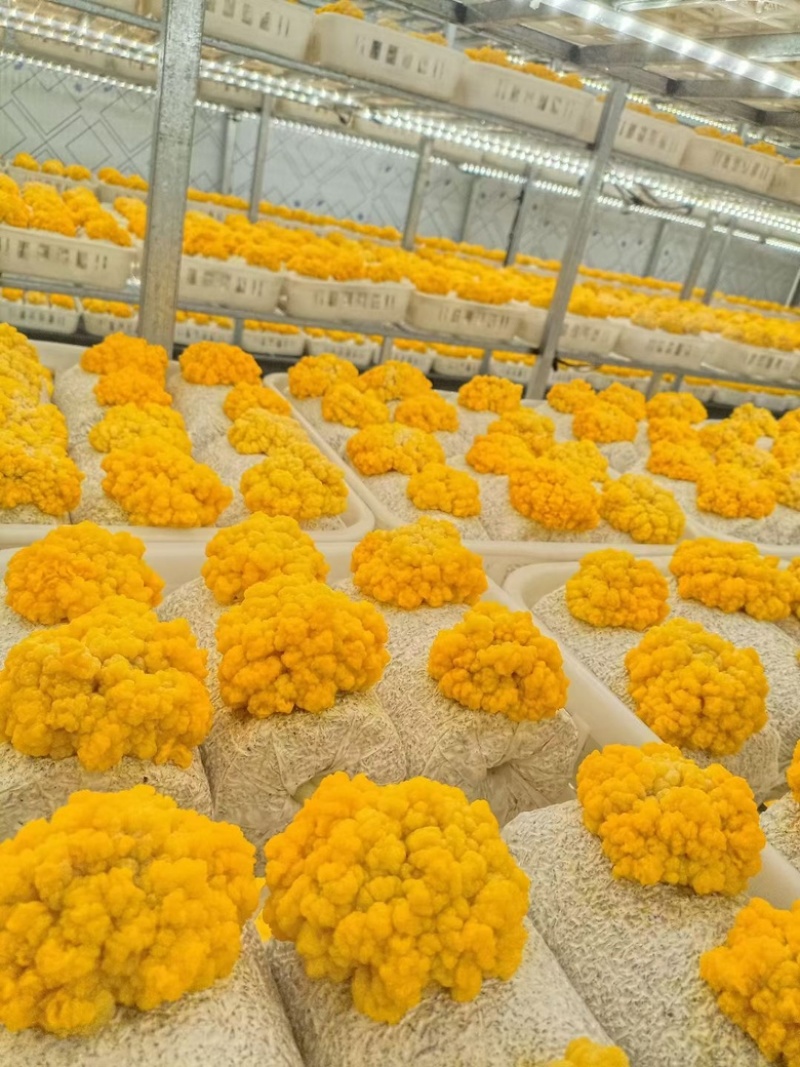 新鲜金耳鲜金耳刺身金耳鲜货蘑菇多胶金耳植物燕窝