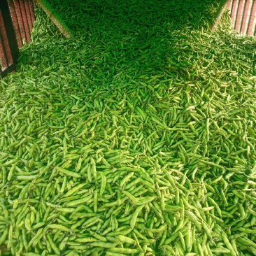 【牛商推荐】云南蚕豆大量上市地头直发可对接商超批发欢迎选