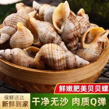 白玉螺新鲜速冻海瓜子贝贝螺红枣螺白灼红烧捞汁海鲜水产批发