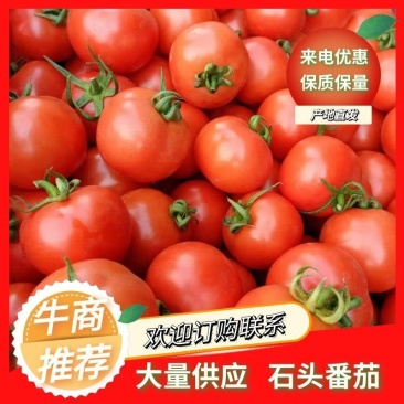 石头番茄普罗旺斯产地大量供应，货源稳定，保质量