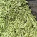 【牛商推荐】云南蚕豆大量上市地头直发可对接商超批发欢迎选