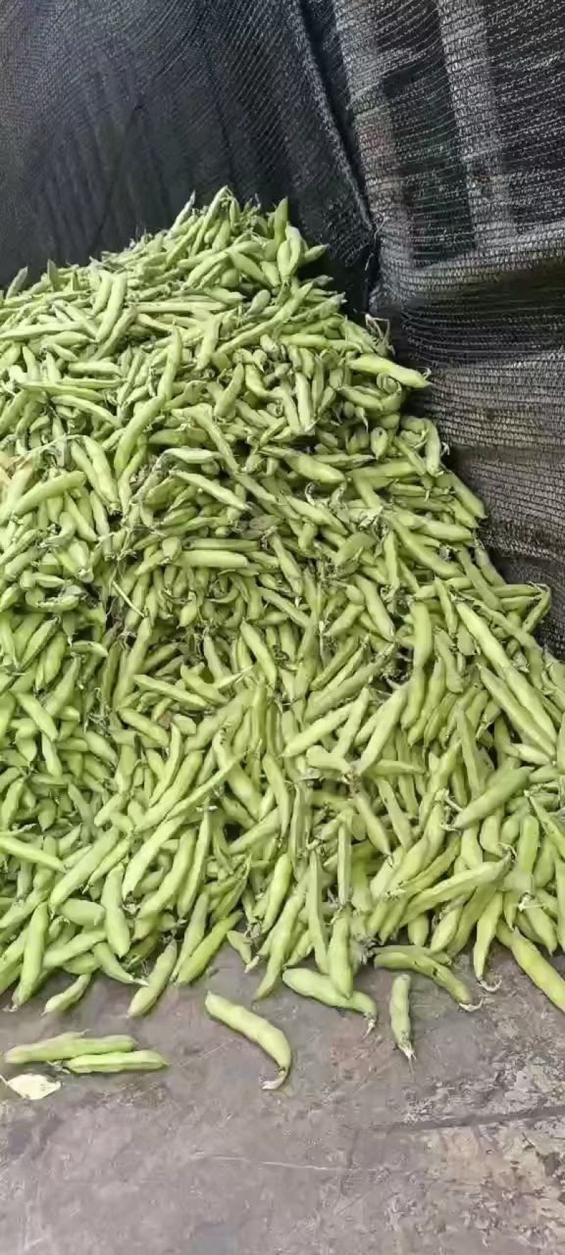 【牛商推荐】云南蚕豆大量上市地头直发可对接商超批发欢迎选