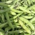 【牛商推荐】云南蚕豆大量上市地头直发可对接商超批发欢迎选