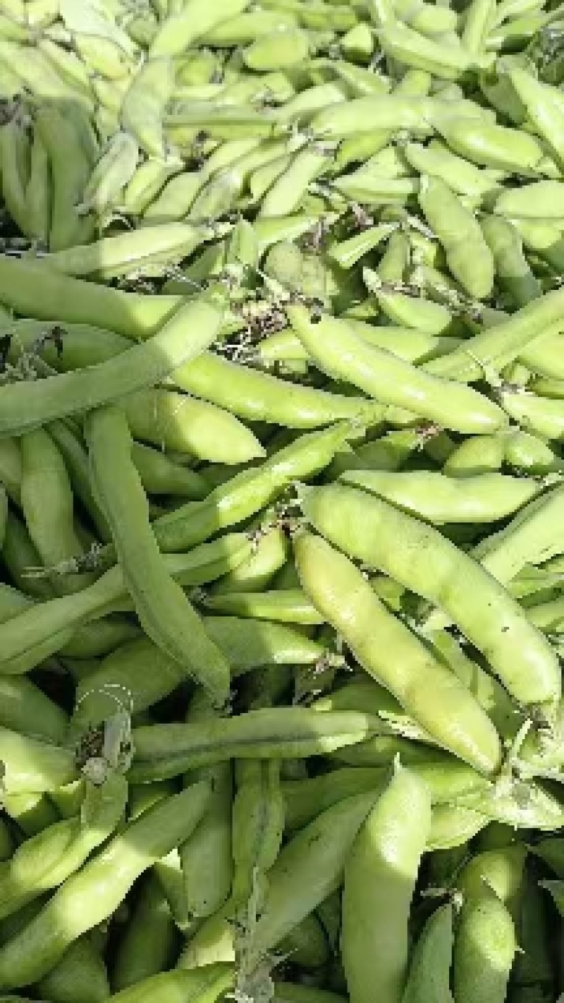 【牛商推荐】云南蚕豆大量上市地头直发可对接商超批发欢迎选