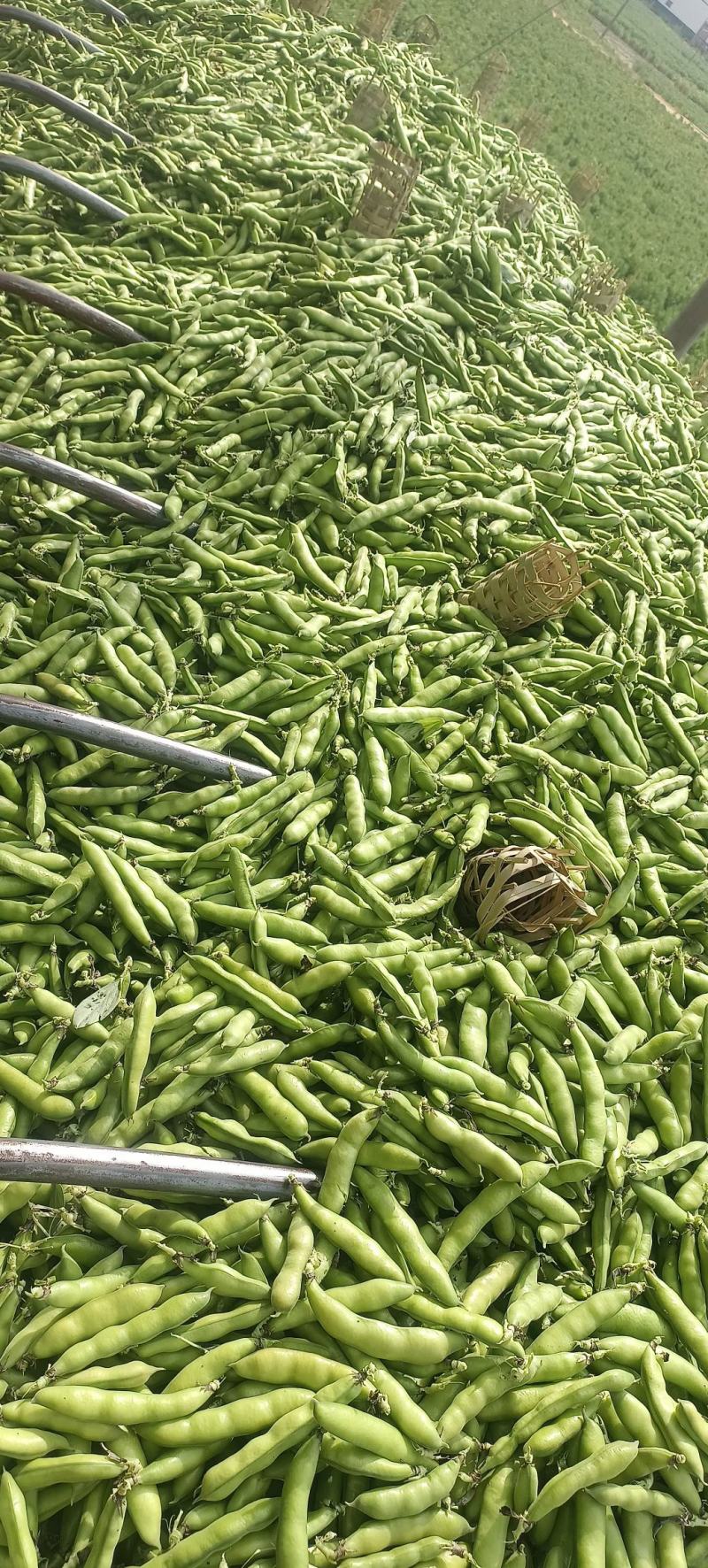 【牛商推荐】云南蚕豆大量上市地头直发可对接商超批发欢迎选