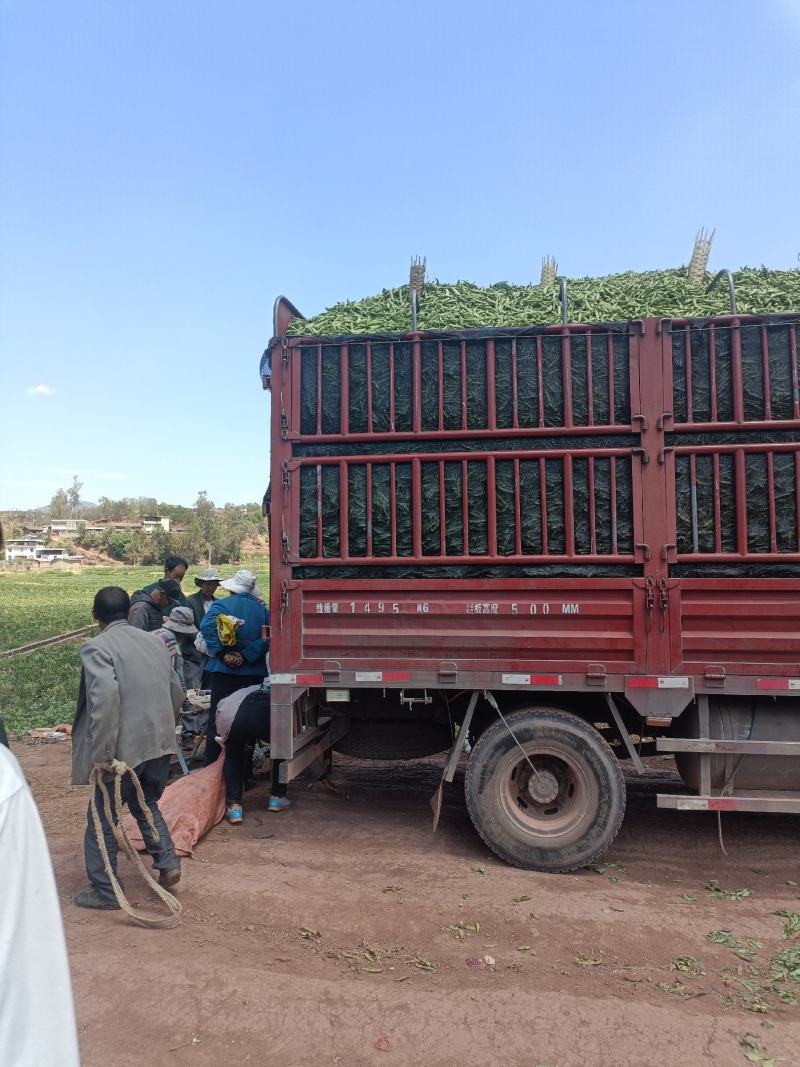 【牛商推荐】云南蚕豆大量上市地头直发可对接商超批发欢迎选