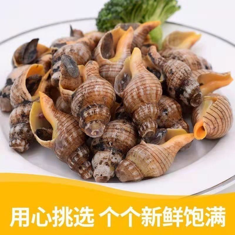 白玉螺新鲜速冻海瓜子贝贝螺红枣螺白灼红烧捞汁海鲜水产批发
