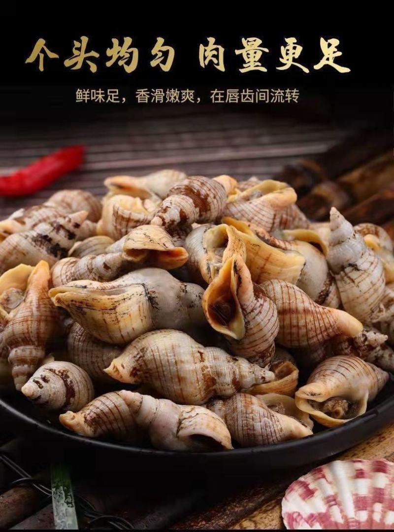 白玉螺新鲜速冻海瓜子贝贝螺红枣螺白灼红烧捞汁海鲜水产批发