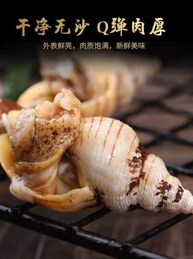 白玉螺新鲜速冻海瓜子贝贝螺红枣螺白灼红烧捞汁海鲜水产批发